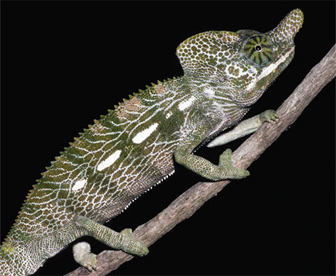 Chameleon has shortest life span of any four-legged animal