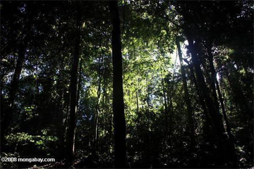Indonesia memiliki hutan hujan tropis yang luas dengan segala potensinya karena