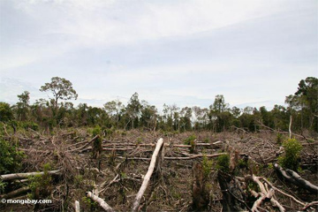 Usaha pelestarian hutan