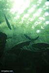Amazon fish seen through the flooded forest tunnel