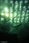 Arowana and other fish seen through the Amazon flooded forest tunnel