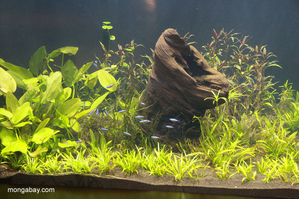 Cardinal tetra tank in the Amazon flooded forest exhibit