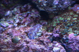 Colorful clam