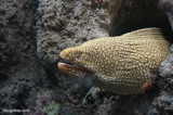 Moray eel with cleaner shrimp