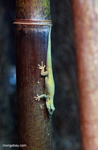 Electric-blue day gecko