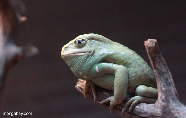 Waxy monkey frog