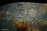 Kelp forest marine aquarium
