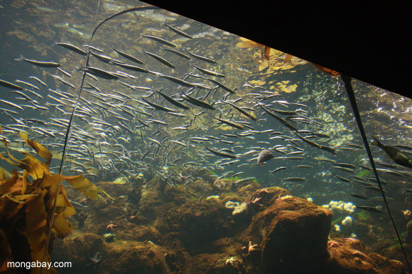 Kelp forest marine exhibit