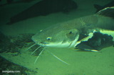 Red-tailed catfish