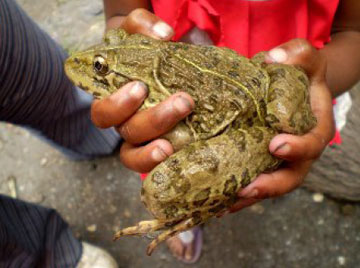 Frogs are an important food source for people in parts of Madagascar