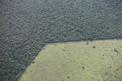 pastagem de gado e floresta úmida na Amazonia Brasileira