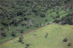 deforestation in 2009 declines to lowest on record