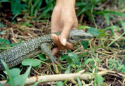 Photo: Scientists discover new species of Komodo dragon-like lizard