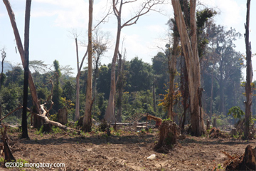 Satellite Maps Monitor Deforestation, The Brink