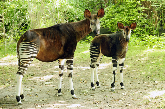 bronx zoo okapi