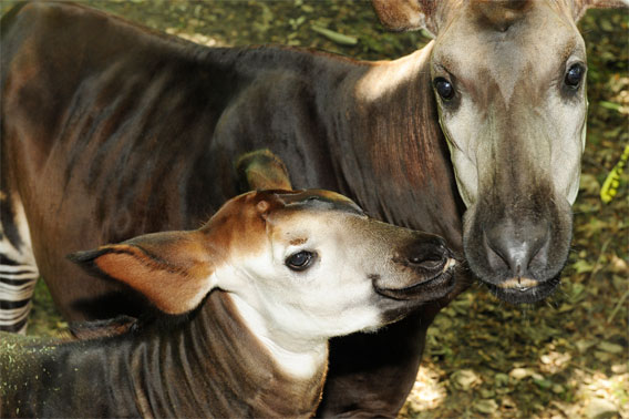 bronx zoo okapi