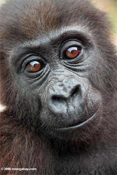Gorilla in Gabon