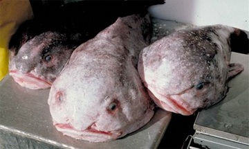 Blobfish: The Loss of an Icon