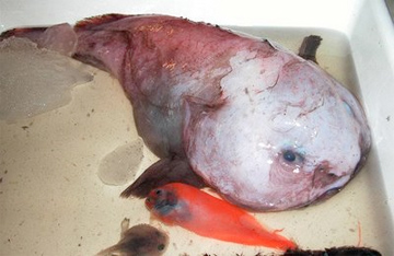 What does a human impact do in the blob fish's extinction.