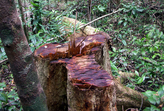 Bois de rose de Madagascar