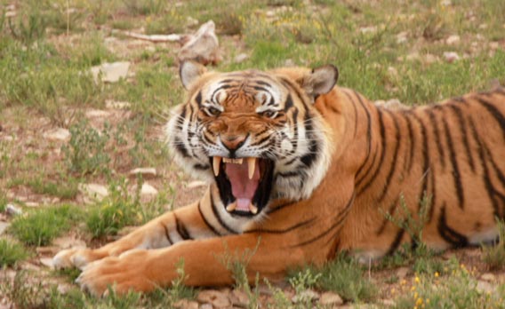 A Roaring Comeback: How China's Tigers Returned From the Dead