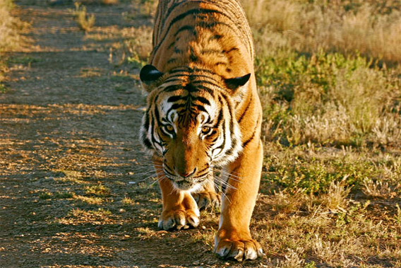 South China tiger population rises amid conservation efforts, Article