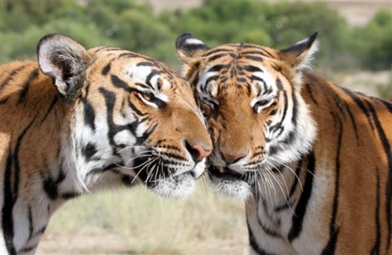 A Roaring Comeback: How China's Tigers Returned From the Dead