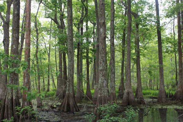 Cypress forest in the Lacassine National Wildlife Refuge. All photos by Rhett Butler