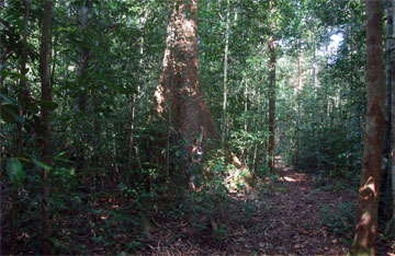 Hutan rimba Borneo merupakan ilusi pepohonan tumbuh di 