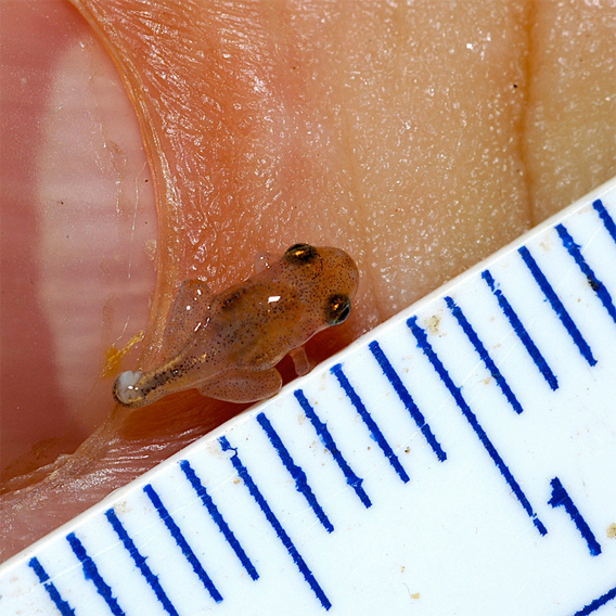 World's smallest frog — tinier than a penny — discovered