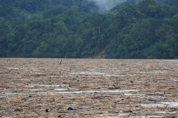 The GREAT BORNEO logjam.