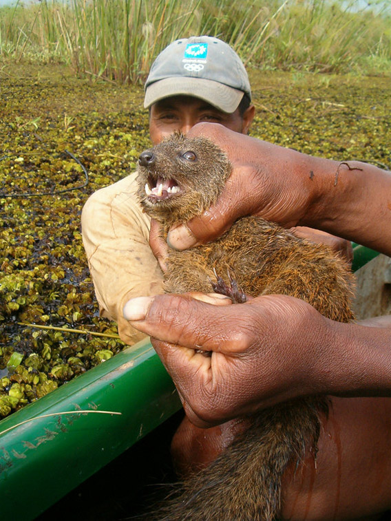 Photo: Mystery swamp-beast identified in Madagascar