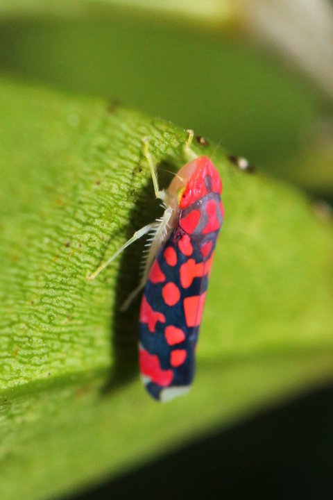 Pink planthopper near Punta Laguna, Mexico
