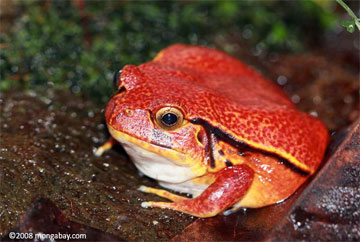 Frogs and friends at risk from booming global wildlife trade