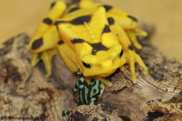 baby panamanian golden frog