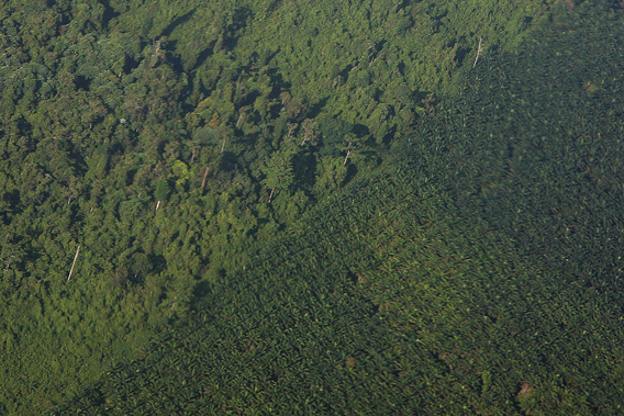 Oil palm and logged over rainforest in Sabah, Malaysia