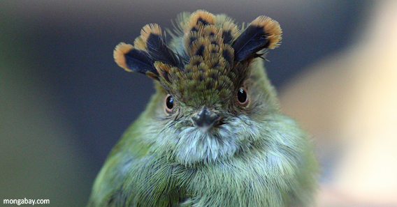 Scale-crested pygmy tyrant muppet bird in Costa Rica
