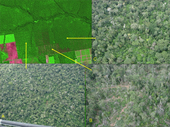 deforestation before and after