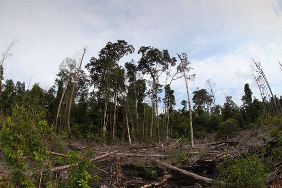 Deforestation near Gunung Palung in Indonesian Borneo.  Photo by: Rhett A. Butler. 