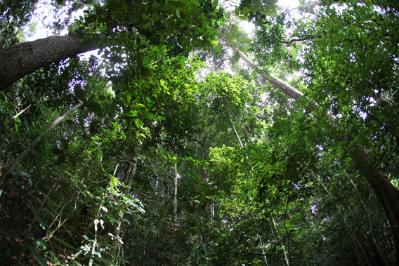 Rainforest in West Kalimantan, Indonesia