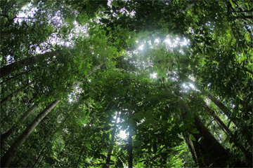 Rainforest in Indonesian Borneo