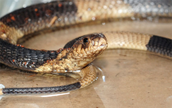 the missing bronx zoo cobra has been recaptured.  Photo by Julie Larsen Maher of WCS