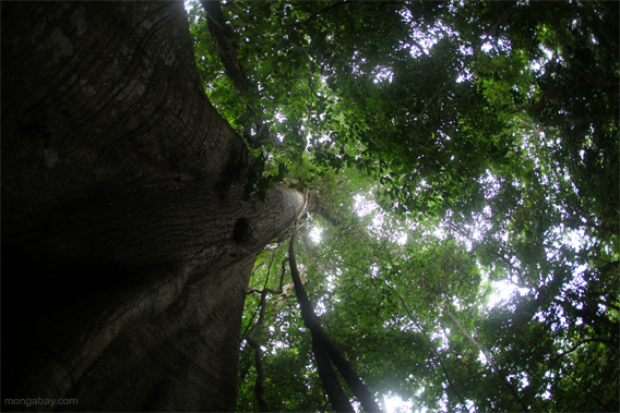 Panama rainforest.