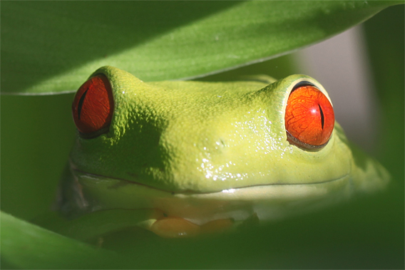 Red-eyed tree frog.