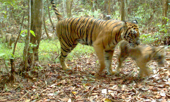 Photo from a remote camera trap set up by WWF and the Directorate General of Forest Protection and Nature Conservation of Indonesian Forestry Ministry (PHKA) in Bukit Tigapuluh National park, on Sumatra.