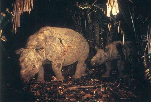 javan rhino