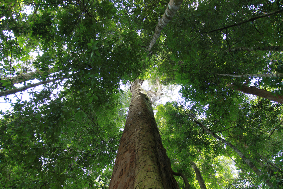 indonesian rainforest