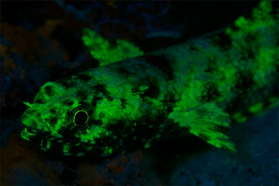 Fluorescent lizardfish in Fiji