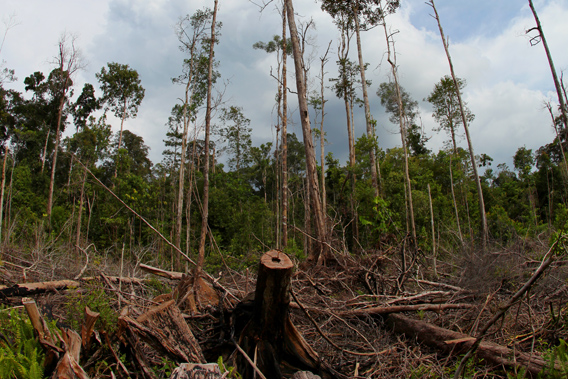 Illegal logging in Indonesian Borneo