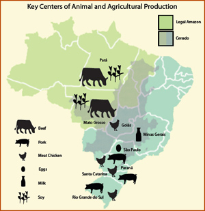 Cattle production in the Amazon